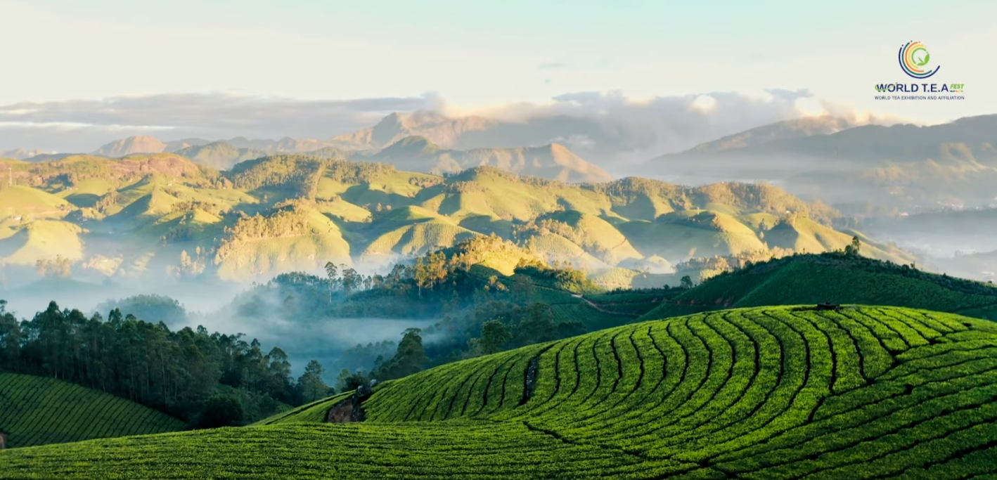 Lễ hội Trà Quốc tế - World Tea Fest 2025